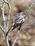 Audobons Yellow rumped Warbler